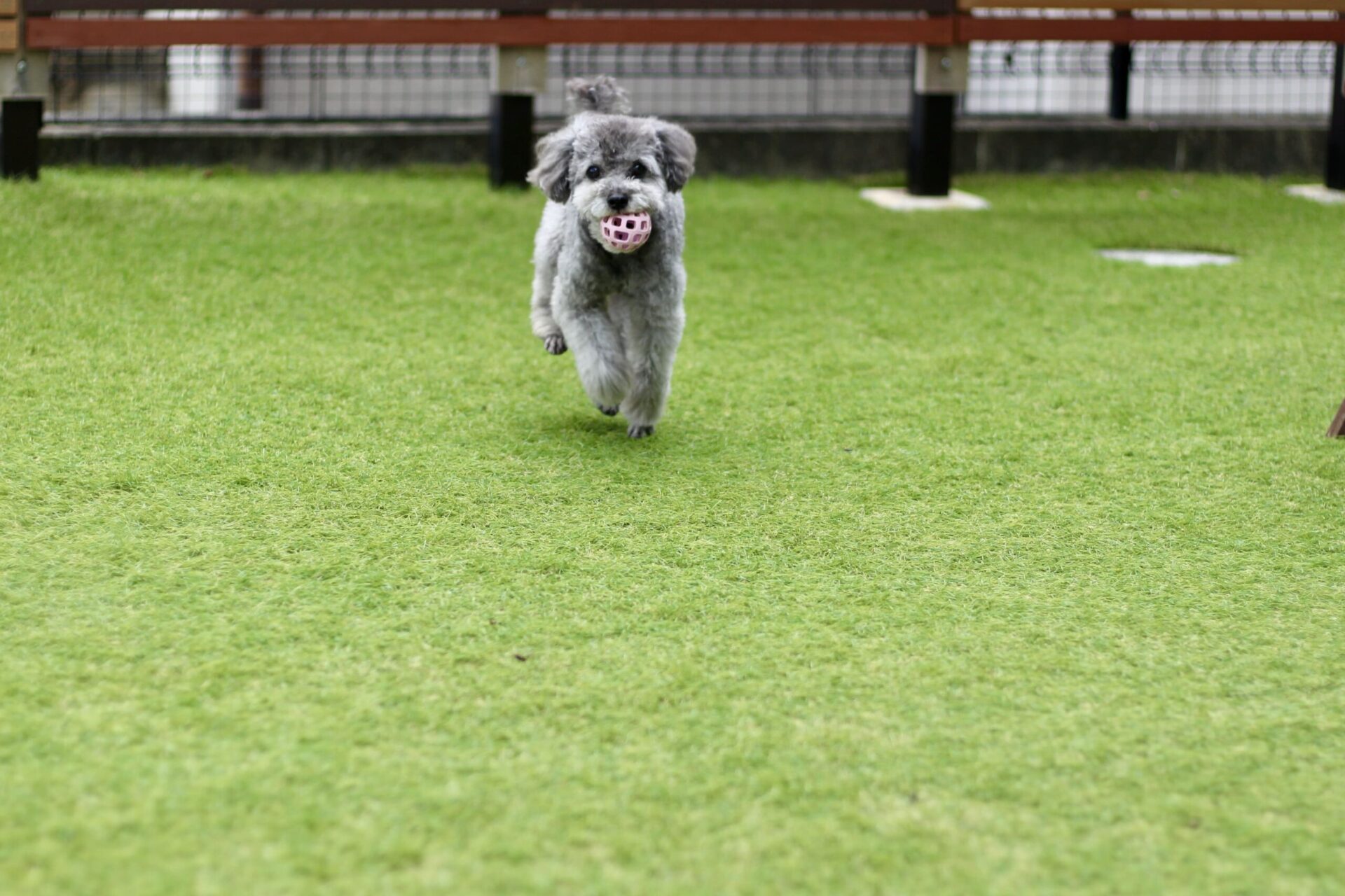 犬が人工芝の上を走っている写真